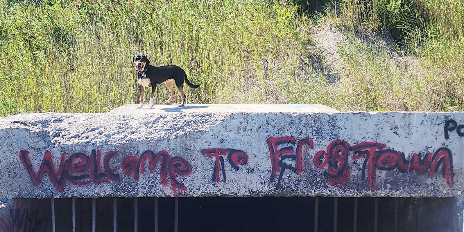 Max, the FCI Pet, enjoying a walk
