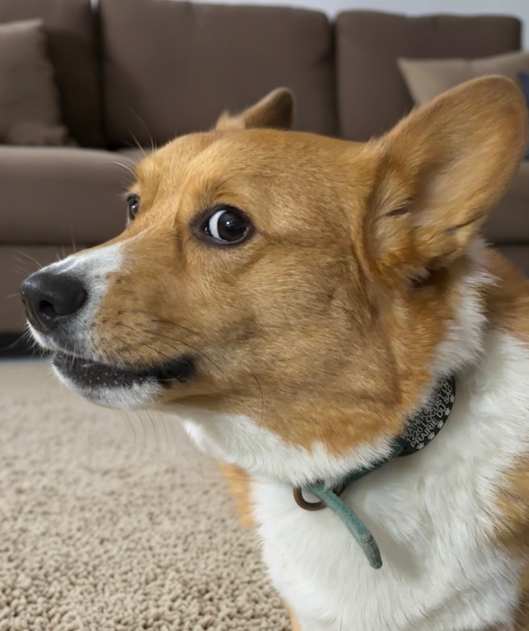 Startchy the FCI Loaf of Bread Dog