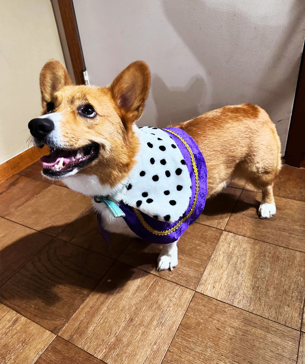 Startchy the FCI Loaf of Bread Dog