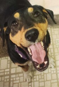 Max looking for a sausage from the FOODPROS 8055, the largest capacity roller grill for its footprint.
