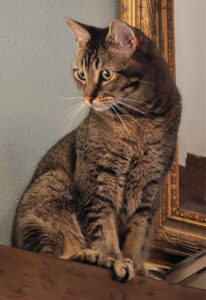 Wayne looking for the best lid dispensers for c-stores which are found at FCI.