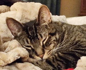 Wayne looking for the best lid dispensers for c-stores which are found at FCI.