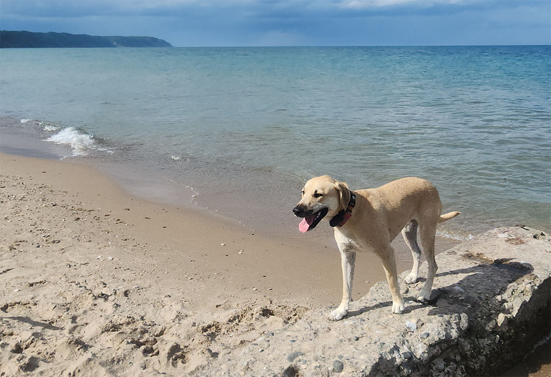 Ellie, the FCI dog who loves pizza